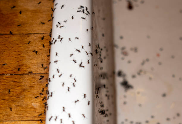 Pest Prevention Services in New Llano, LA