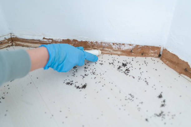 Best Affordable Pest Control Services  in New Lno, LA